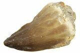 Fossil Mosasaur (Thalassotitan) Tooth - Morocco #364050-1